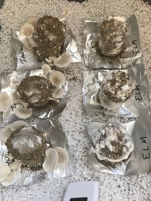 Oyster mushrooms growing from PF Tek cakes